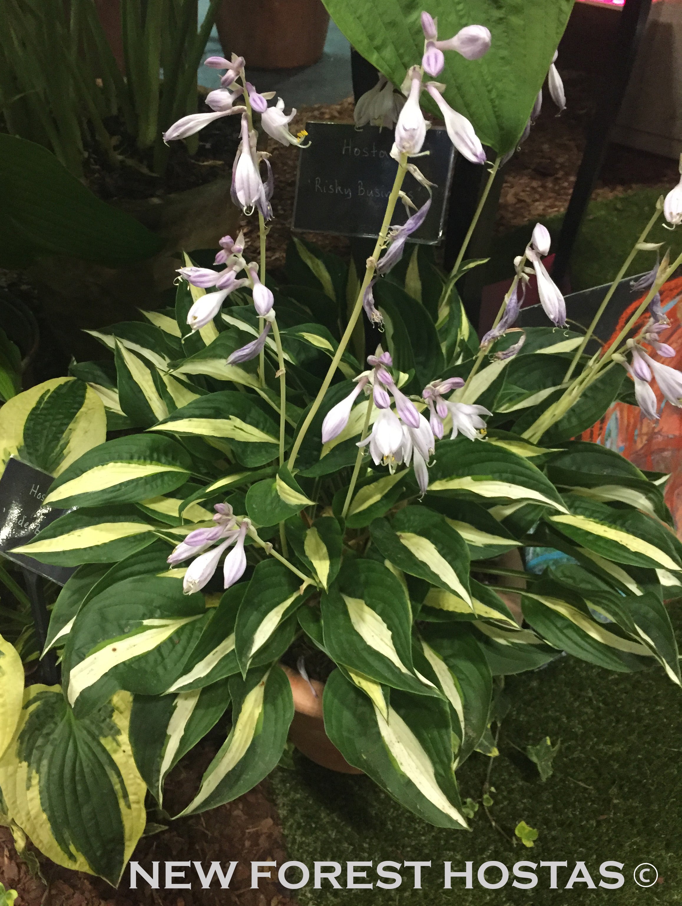 Hosta 'Risky Business' - New Forest Hostas & Hemerocallis