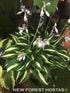Hosta 'Risky Business' - New Forest Hostas & Hemerocallis