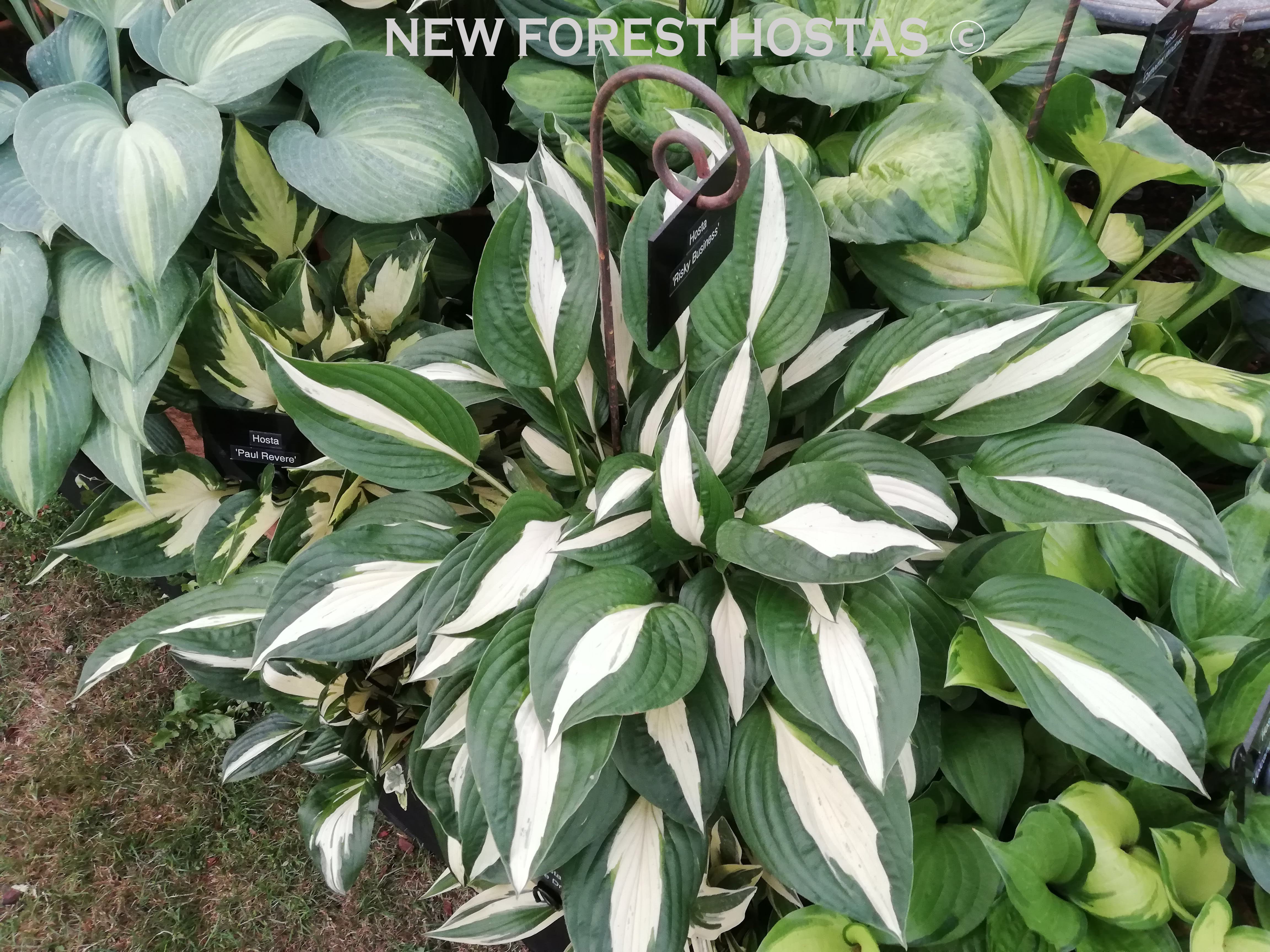 Hosta 'Risky Business' - New Forest Hostas & Hemerocallis