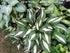 Hosta 'Risky Business' - New Forest Hostas & Hemerocallis
