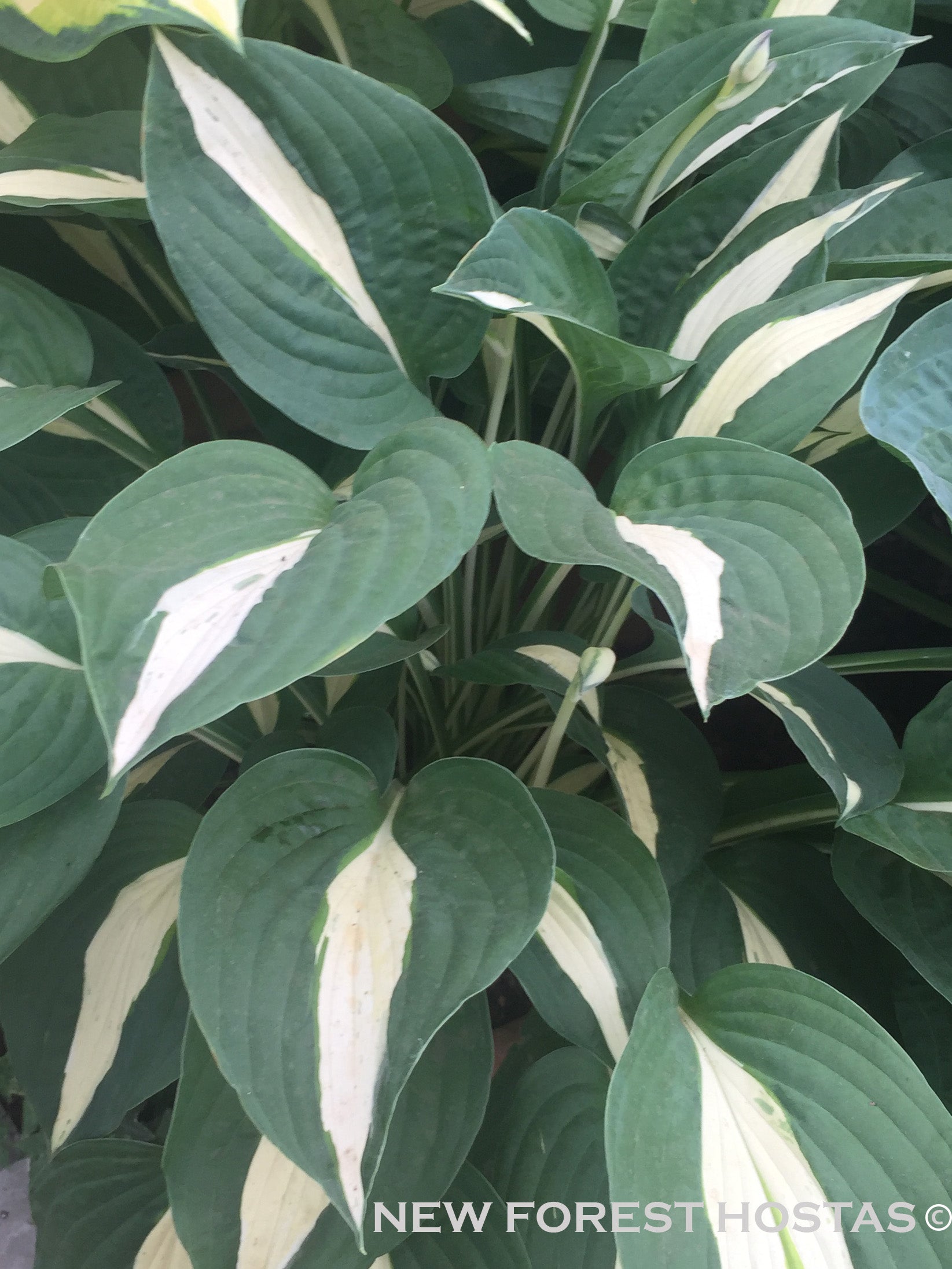 Hosta 'Risky Business' - New Forest Hostas & Hemerocallis