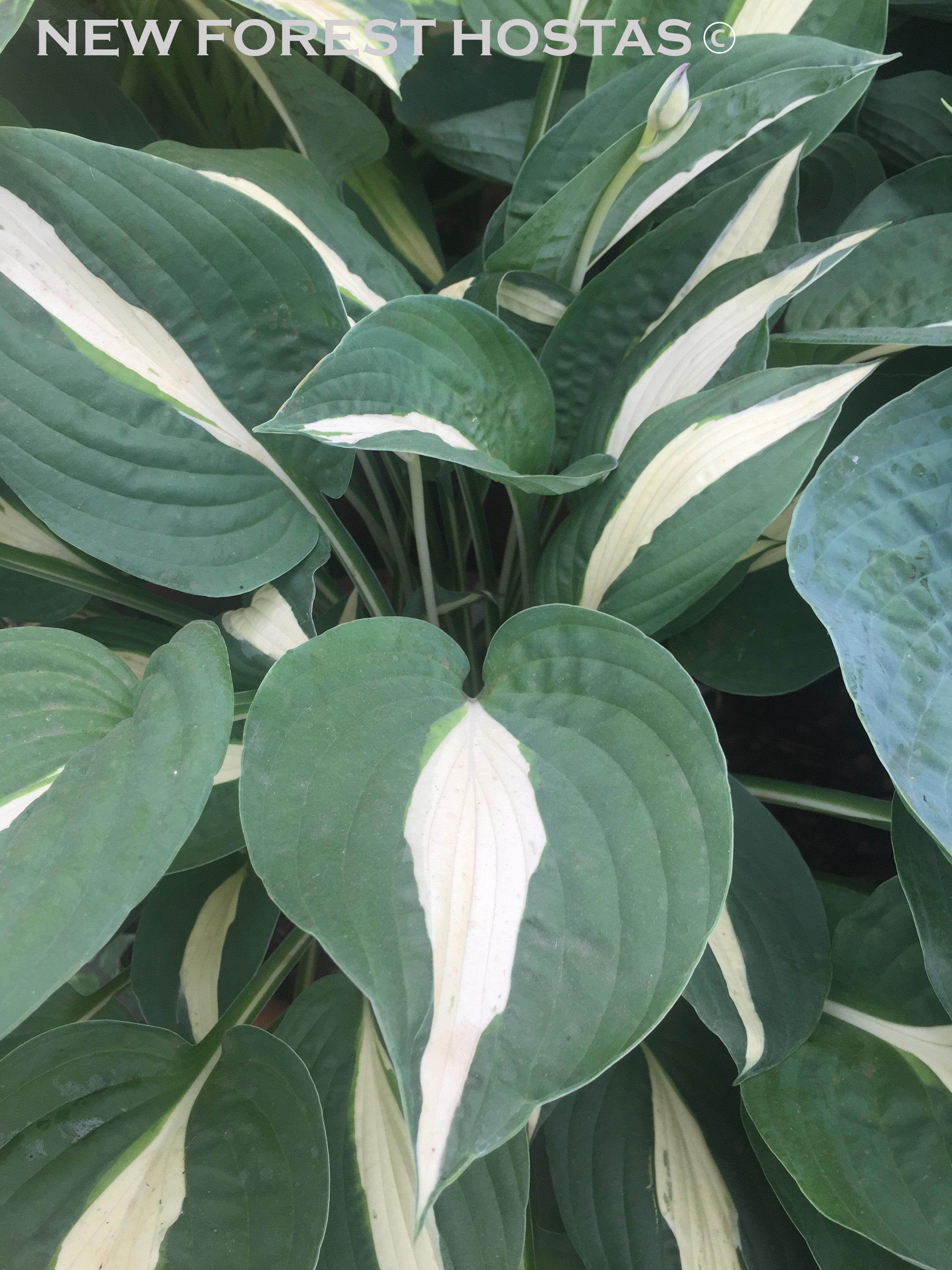Hosta 'Risky Business' - New Forest Hostas & Hemerocallis