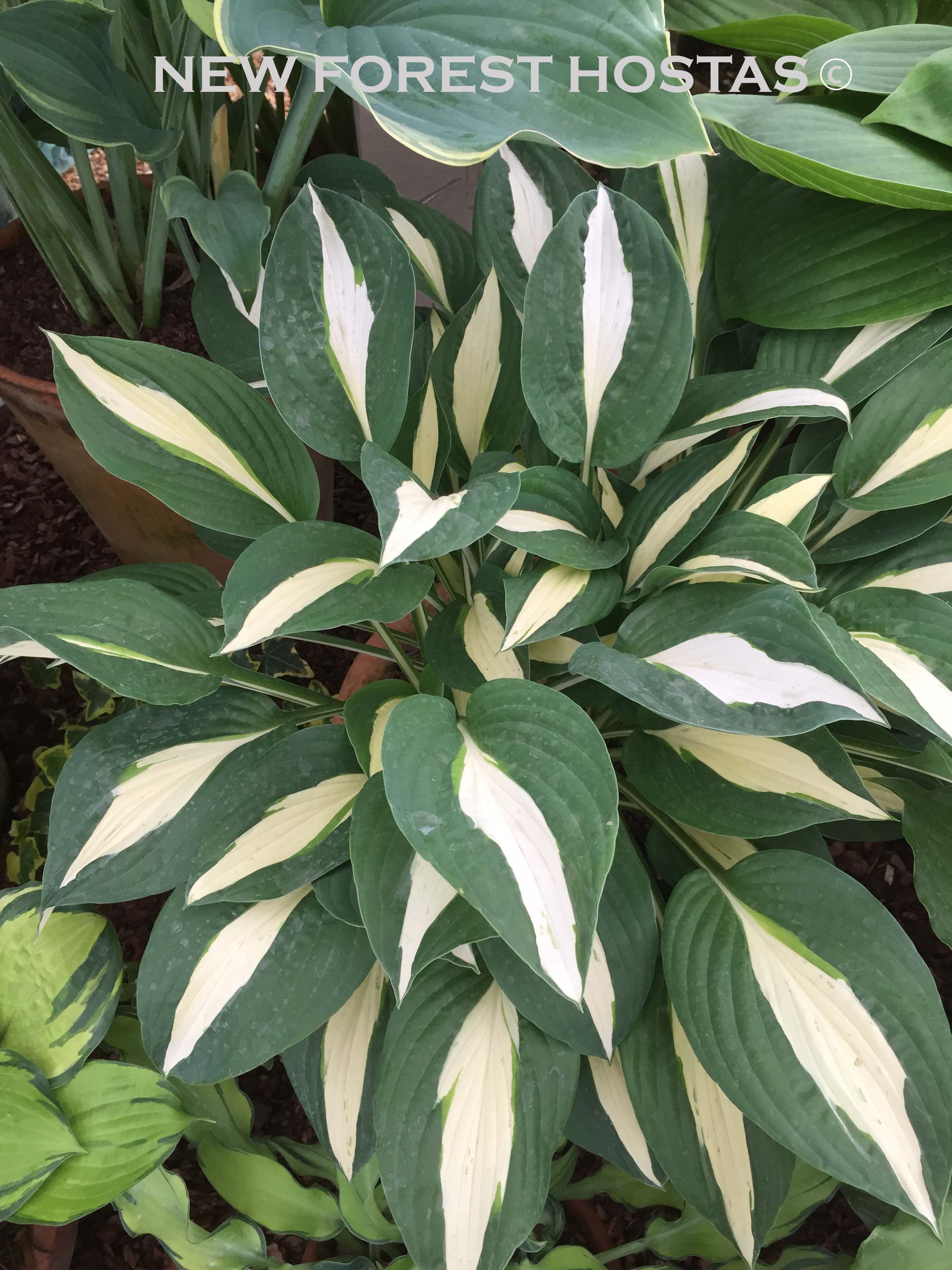 Hosta 'Risky Business' - New Forest Hostas & Hemerocallis
