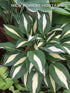 Hosta 'Risky Business' - New Forest Hostas & Hemerocallis