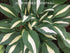 Hosta 'Risky Business' - New Forest Hostas & Hemerocallis