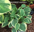 Hosta 'Rock Island Line' - New Forest Hostas & Hemerocallis