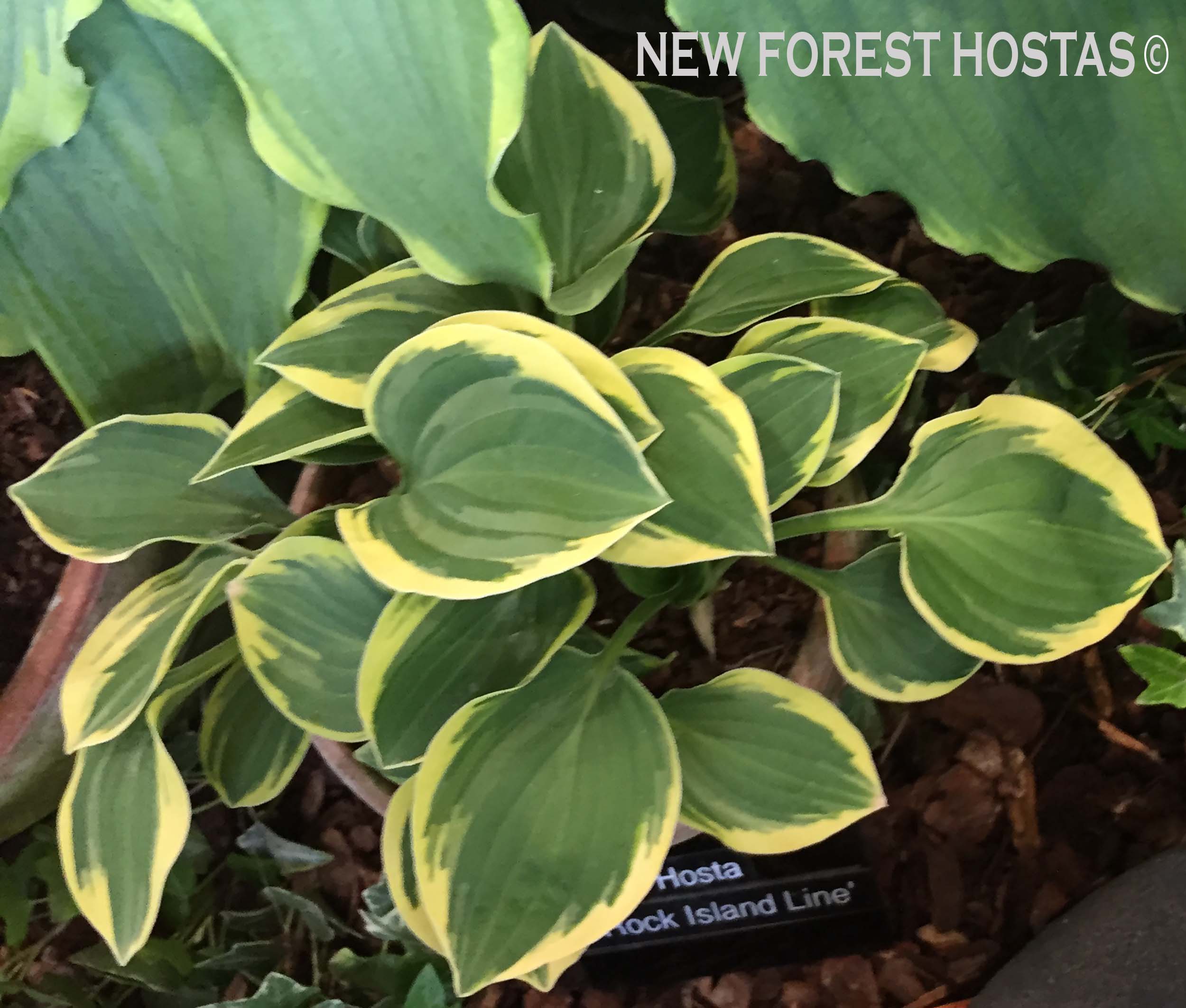 Hosta 'Rock Island Line' - New Forest Hostas & Hemerocallis
