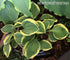 Hosta 'Rock Island Line' - New Forest Hostas & Hemerocallis