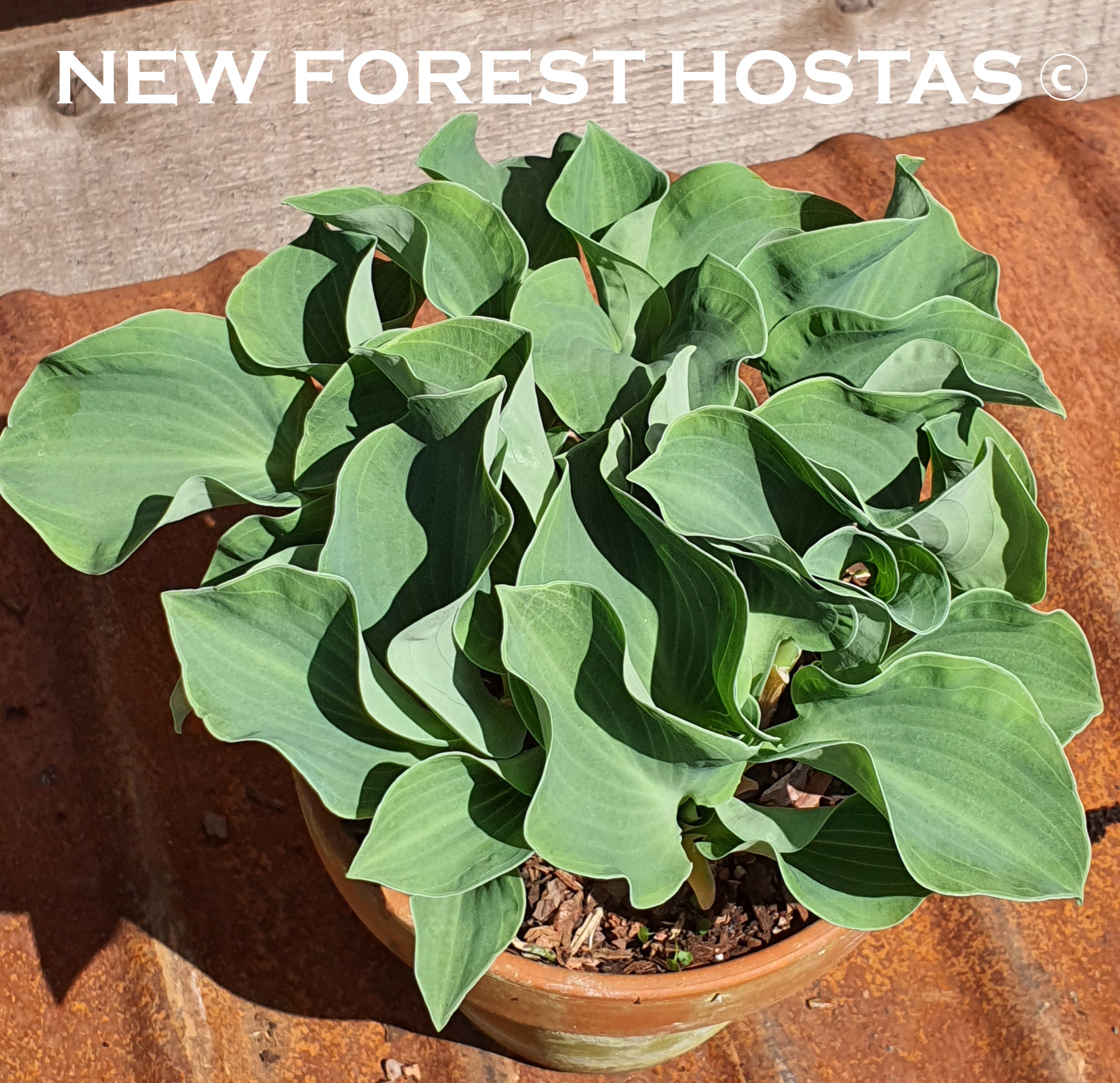 Hosta 'Ruffled Mouse Ears' - New Forest Hostas & Hemerocallis