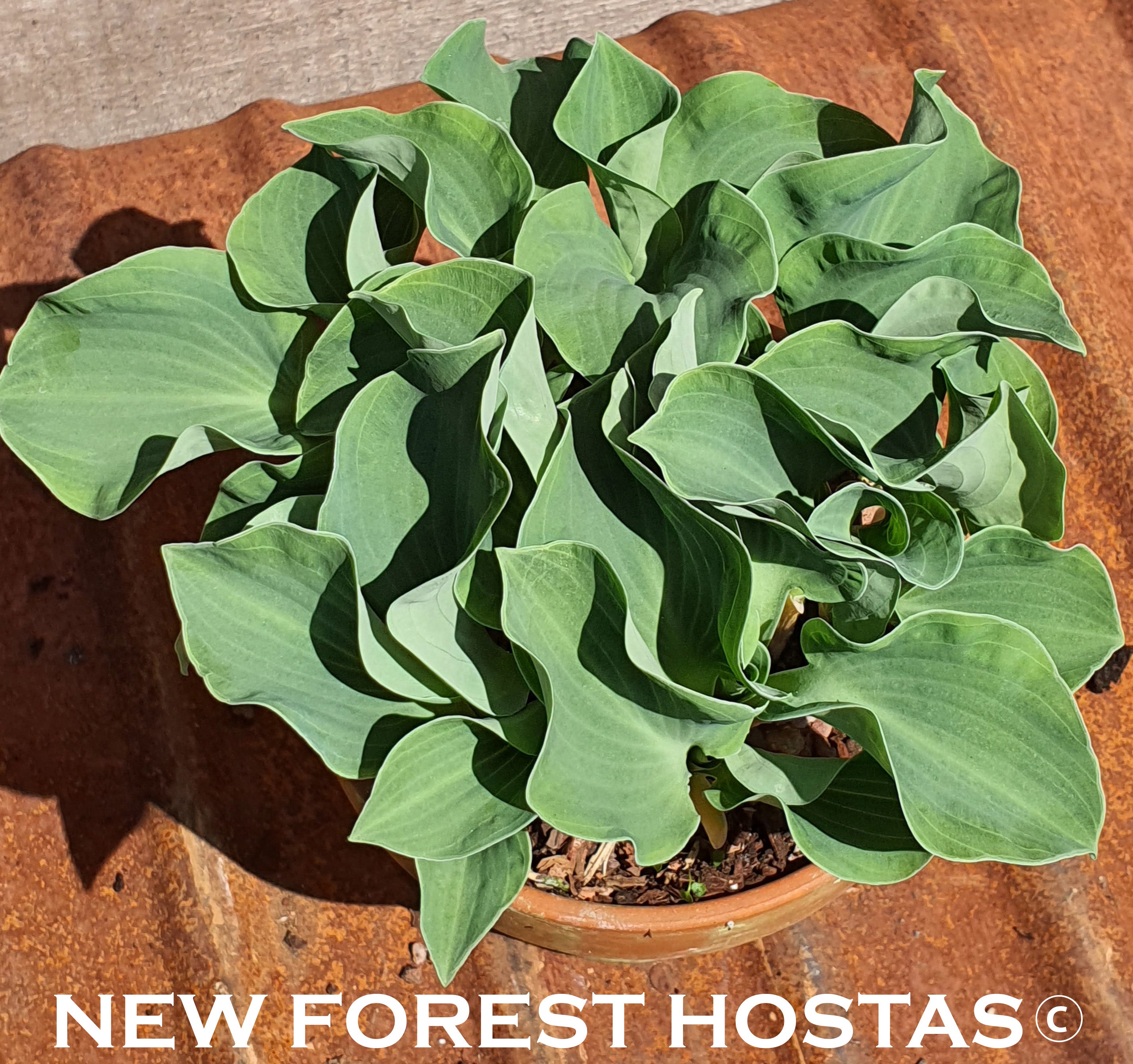 Hosta 'Ruffled Mouse Ears' - New Forest Hostas & Hemerocallis