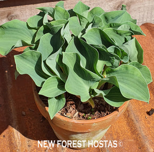 Hosta 'Ruffled Mouse Ears' - New Forest Hostas & Hemerocallis