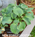 Hosta 'Ruffled Mouse Ears' - New Forest Hostas & Hemerocallis