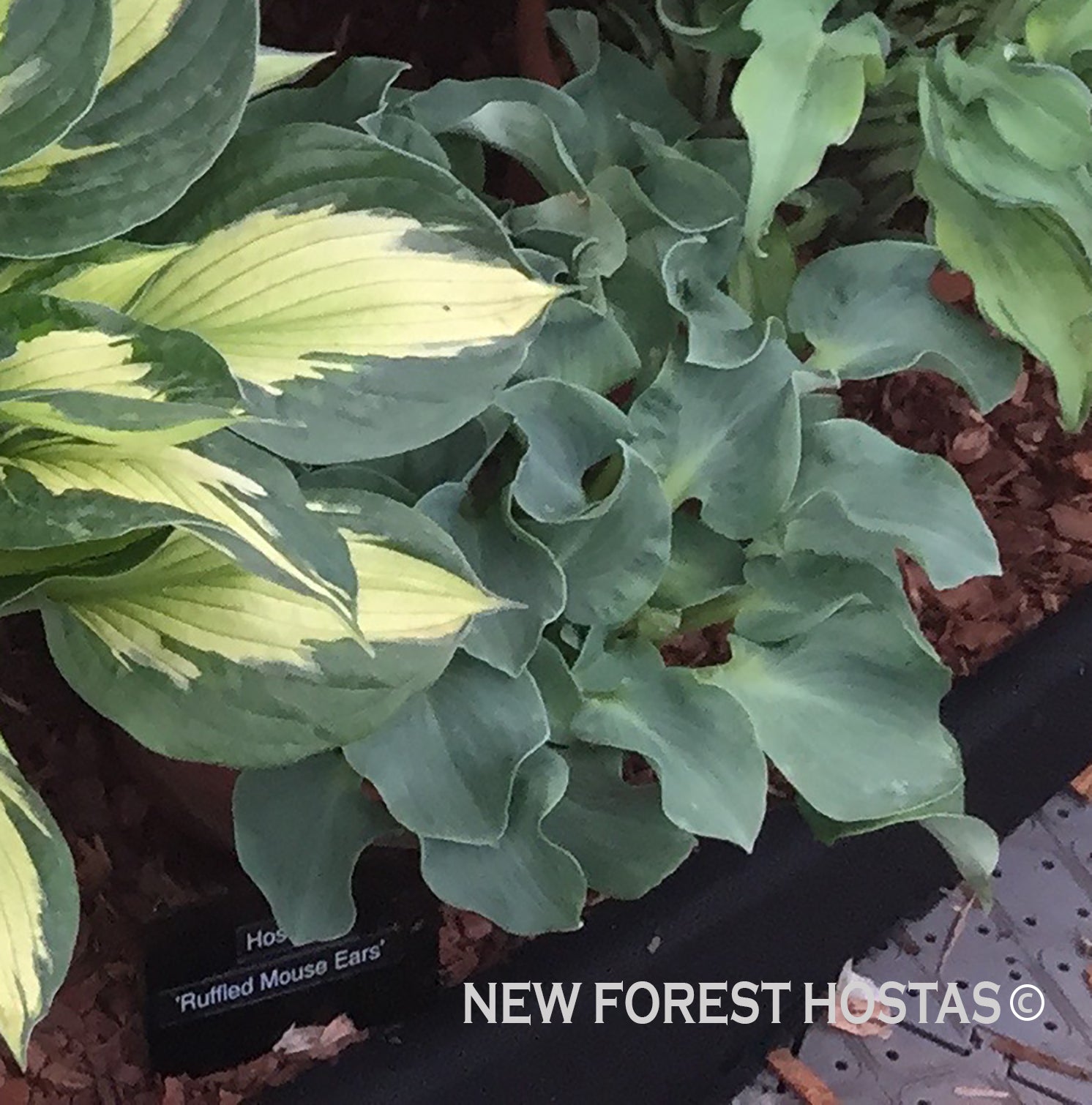 Hosta 'Ruffled Mouse Ears' - New Forest Hostas & Hemerocallis