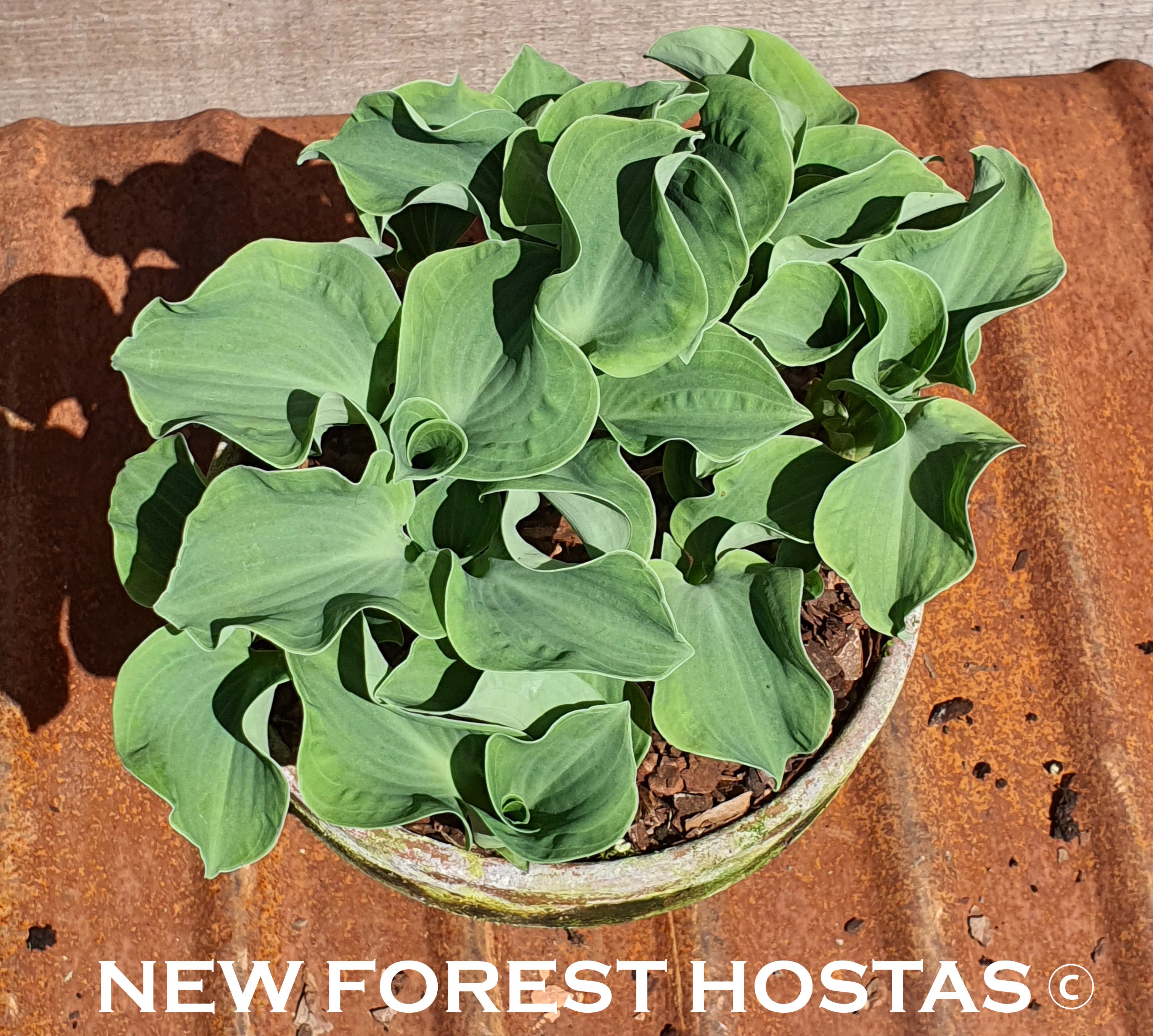 Hosta 'Ruffled Mouse Ears' - New Forest Hostas & Hemerocallis