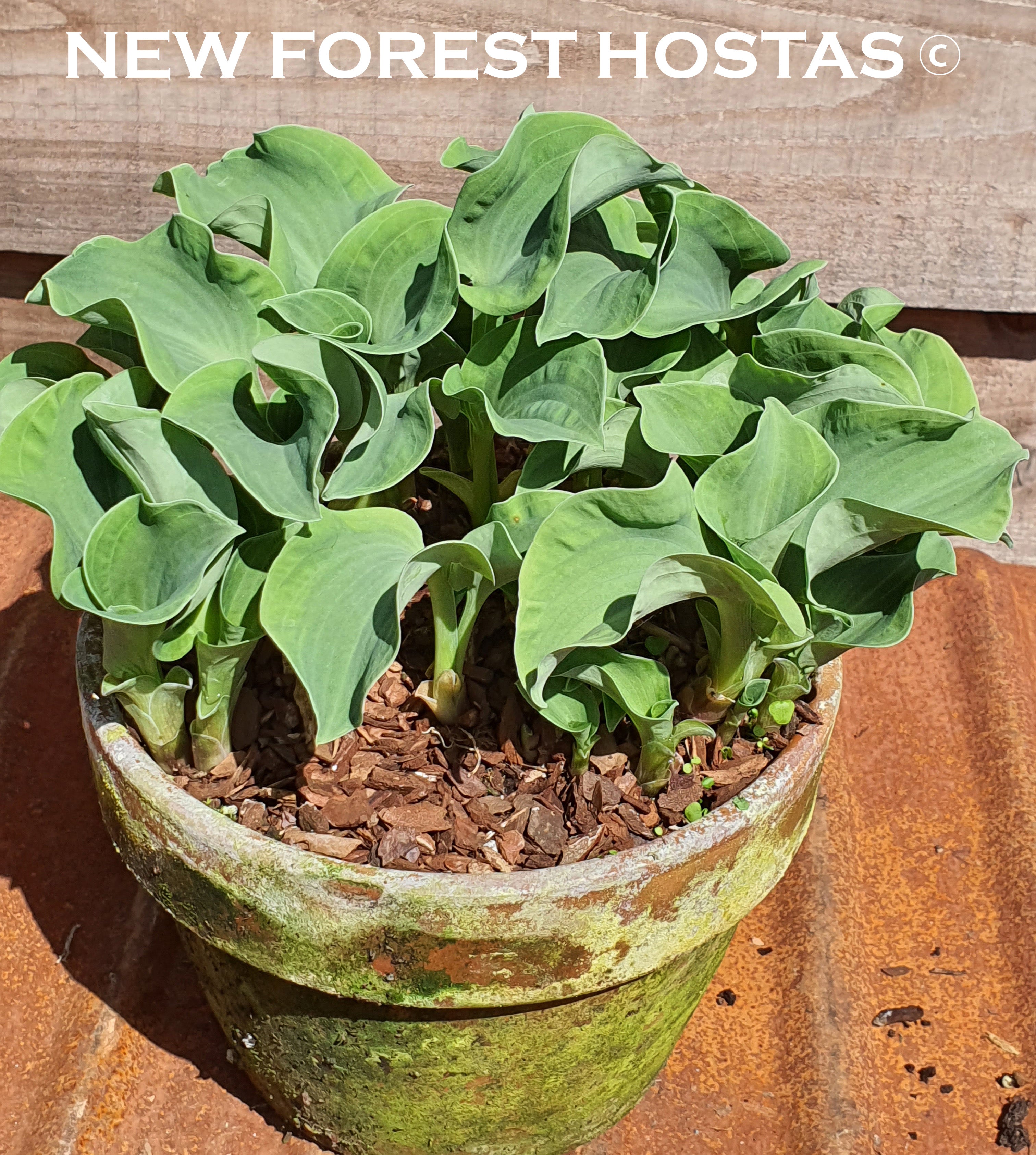Hosta 'Ruffled Mouse Ears' - New Forest Hostas & Hemerocallis