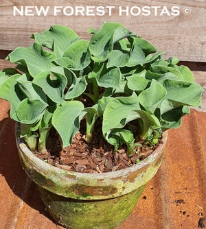 Hosta 'Ruffled Mouse Ears' - New Forest Hostas & Hemerocallis