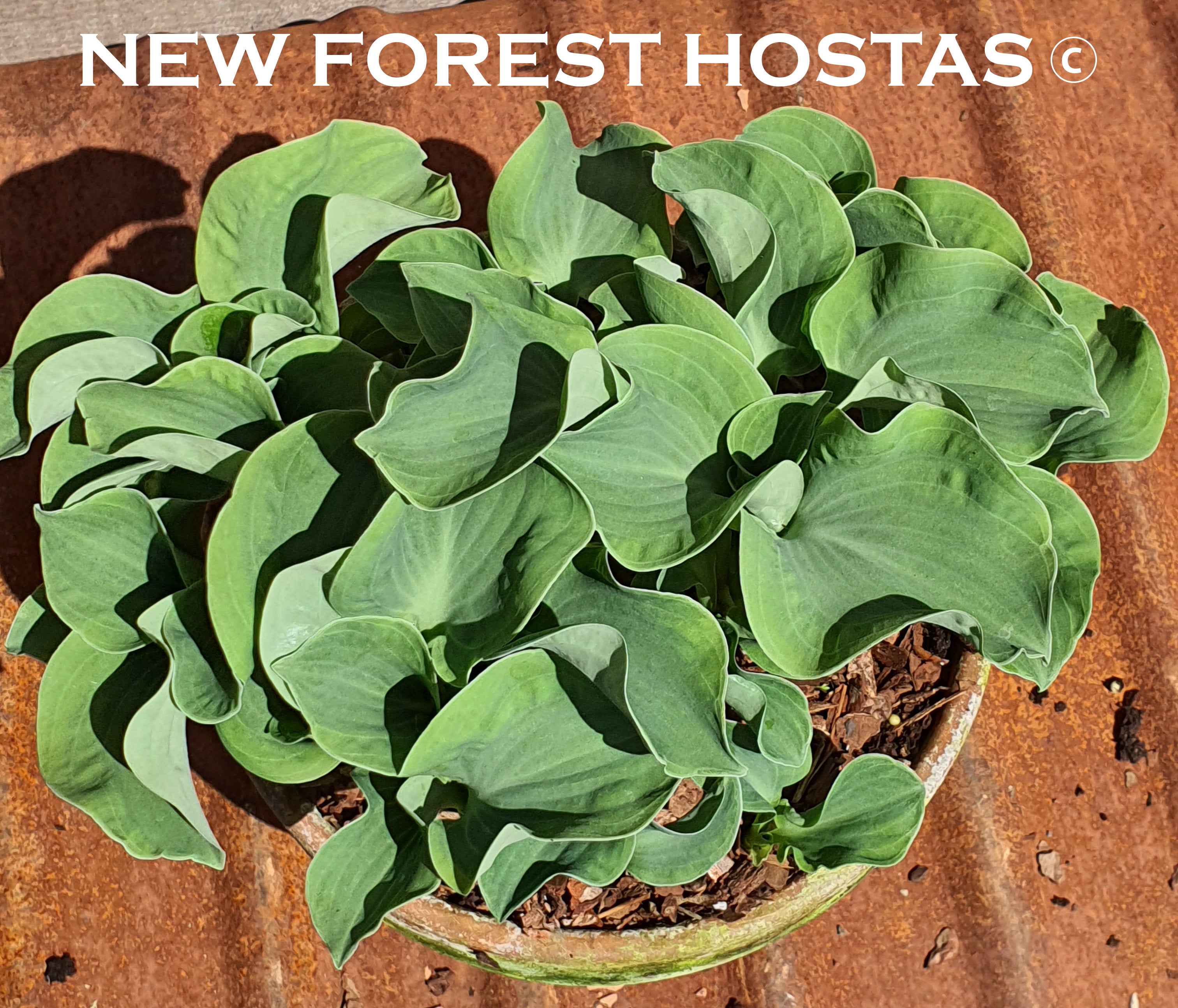 Hosta 'Ruffled Mouse Ears' - New Forest Hostas & Hemerocallis