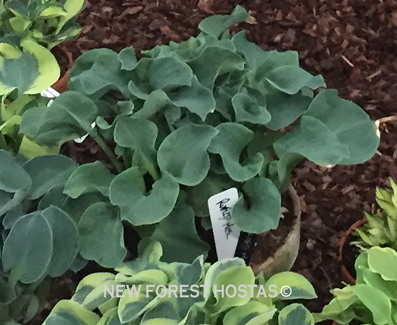 Hosta 'Ruffled Mouse Ears' - New Forest Hostas & Hemerocallis