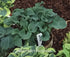 Hosta 'Ruffled Mouse Ears' - New Forest Hostas & Hemerocallis