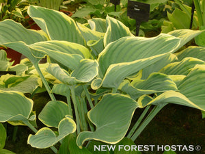 Hosta 'Sagae' - Large Specimens - New Forest Hostas & Hemerocallis