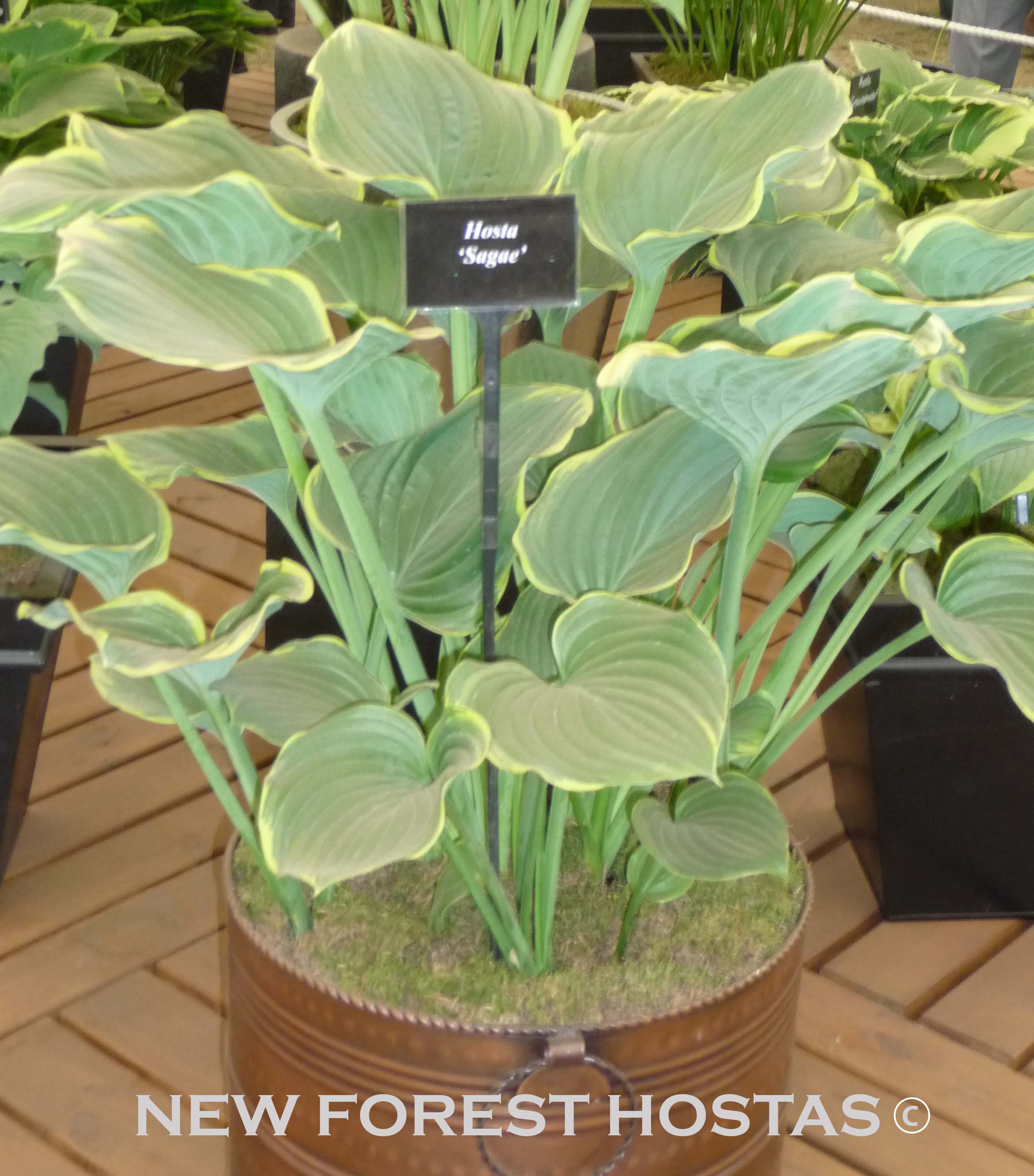 Hosta 'Sagae' - Large Specimens - New Forest Hostas & Hemerocallis