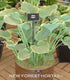 Hosta 'Sagae' - Large Specimens - New Forest Hostas & Hemerocallis