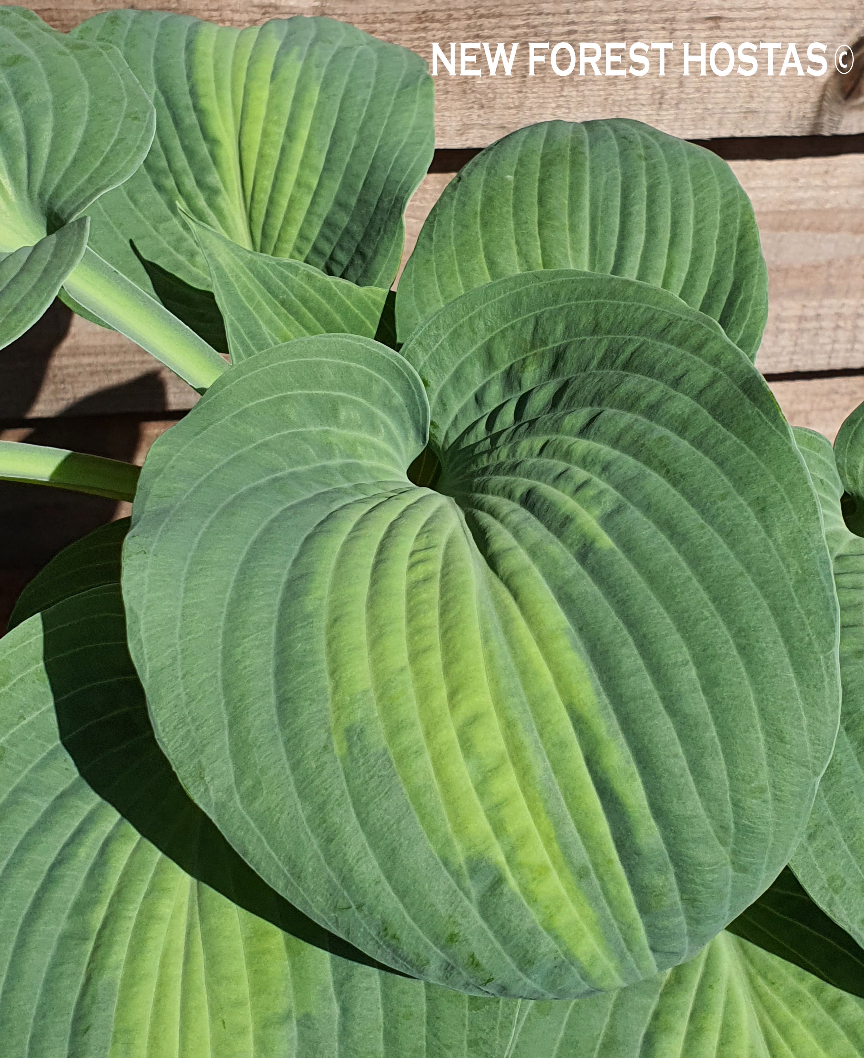 Hosta 'Saint Paul' - New Forest Hostas & Hemerocallis