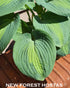 Hosta 'Saint Paul' - New Forest Hostas & Hemerocallis