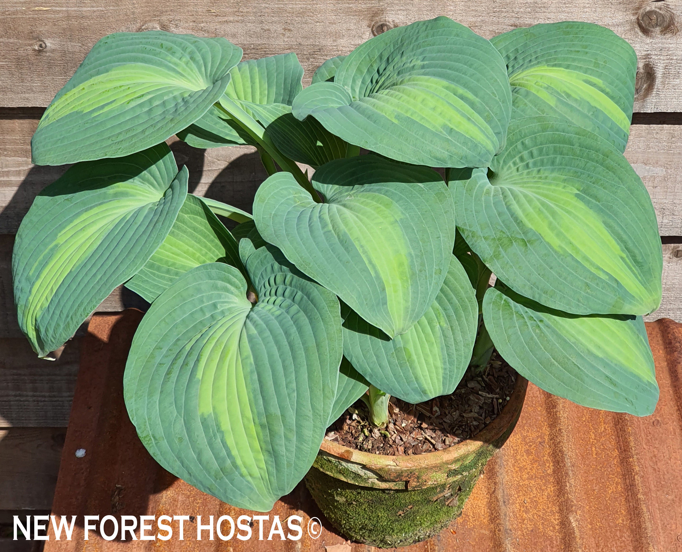 Hosta 'Saint Paul' - New Forest Hostas & Hemerocallis