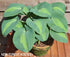 Hosta 'Saint Paul' - New Forest Hostas & Hemerocallis