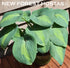 Hosta 'Saint Paul' - New Forest Hostas & Hemerocallis