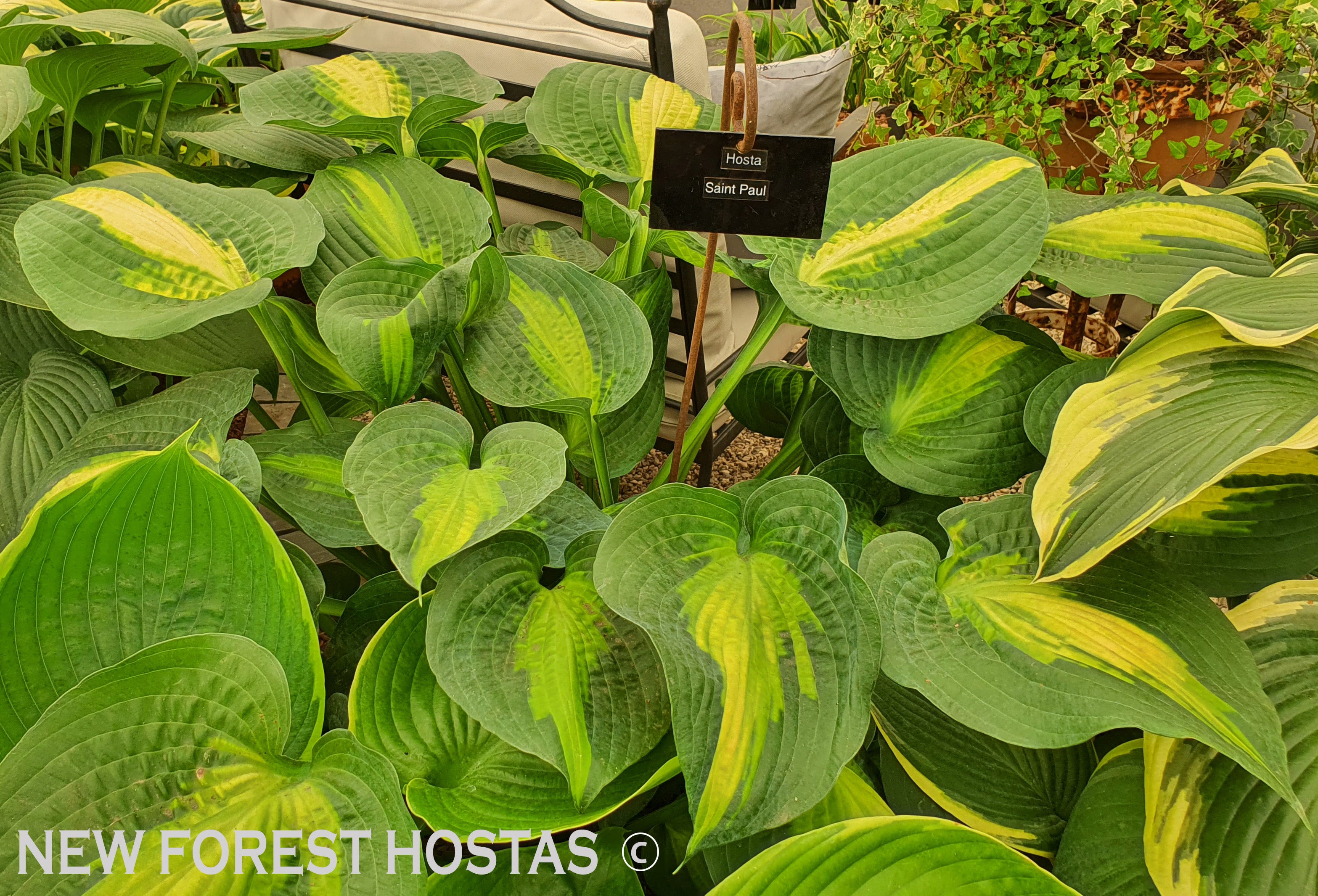 Hosta 'Saint Paul' - New Forest Hostas & Hemerocallis