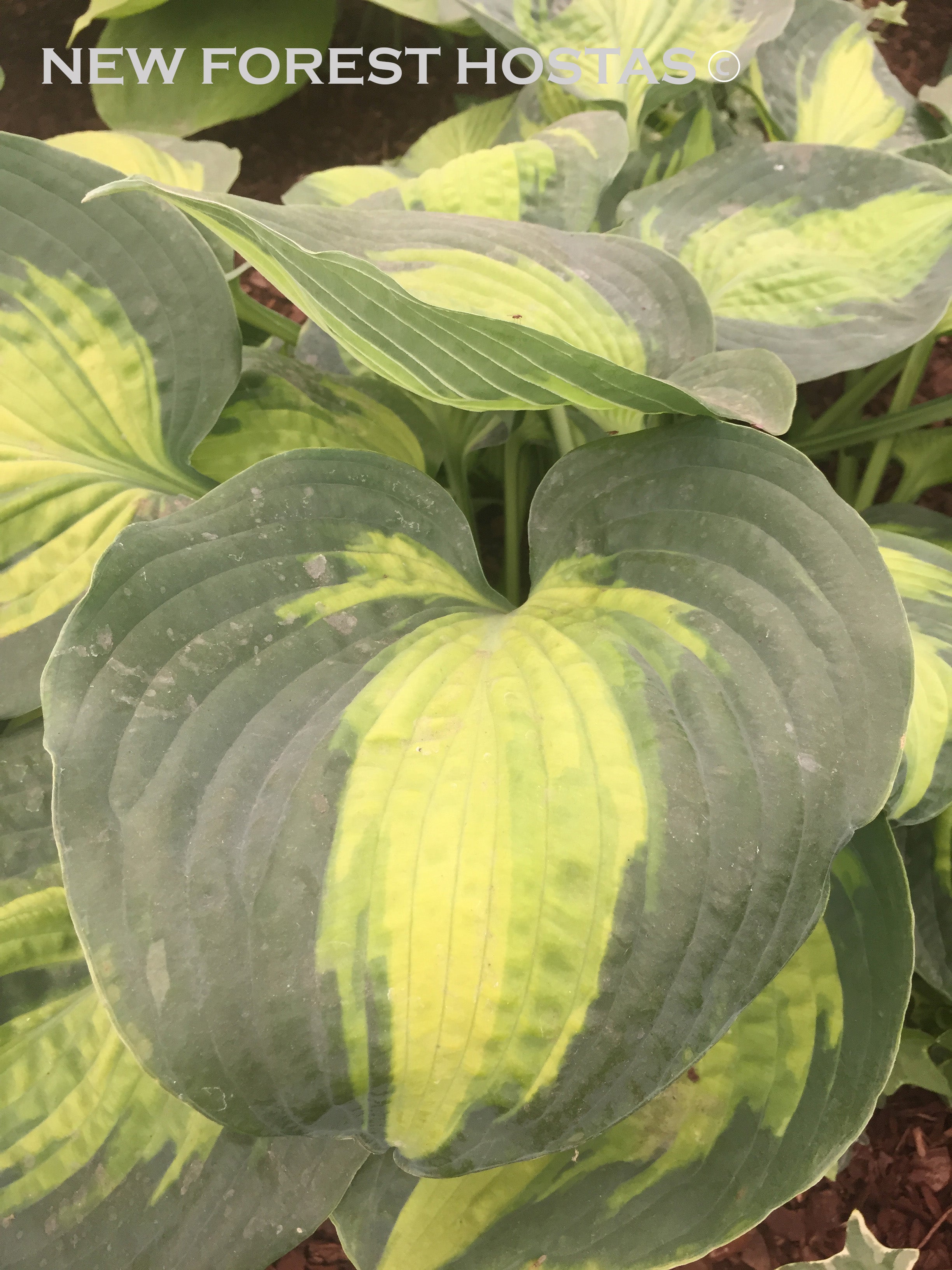 Hosta 'Saint Paul' - New Forest Hostas & Hemerocallis