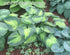 Hosta 'Saint Paul' - New Forest Hostas & Hemerocallis