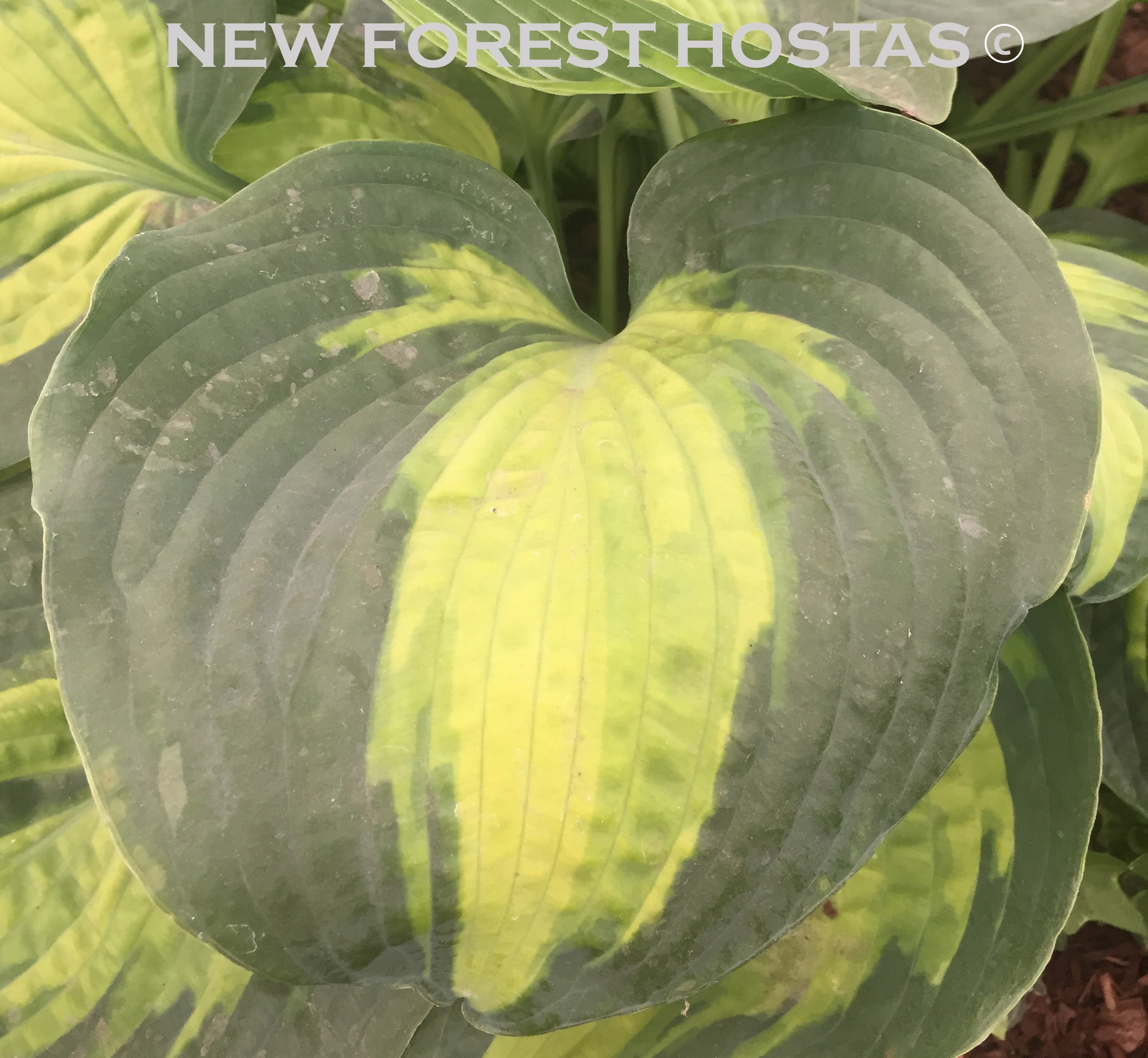 Hosta 'Saint Paul' - New Forest Hostas & Hemerocallis