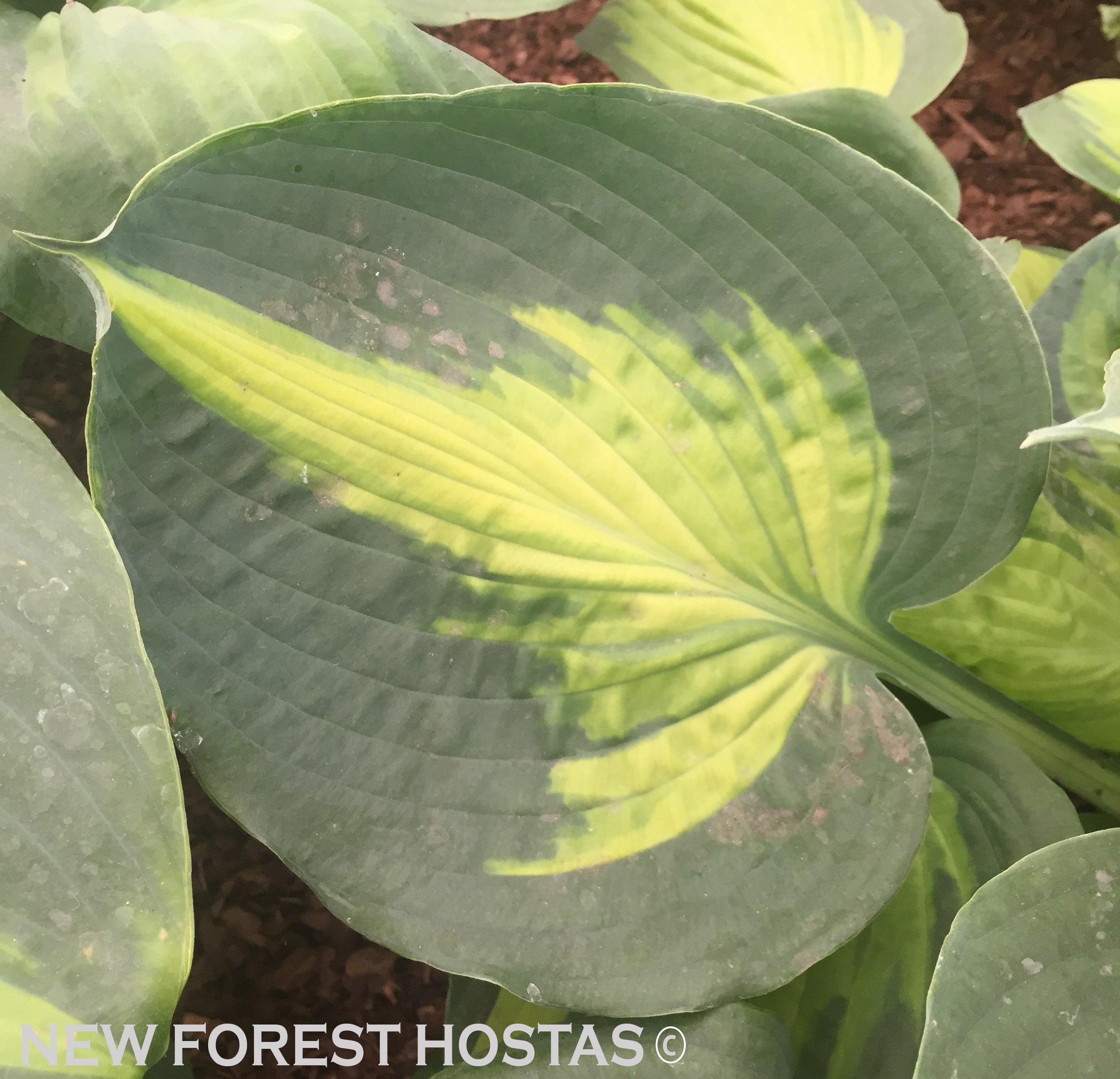 Hosta 'Saint Paul' - New Forest Hostas & Hemerocallis