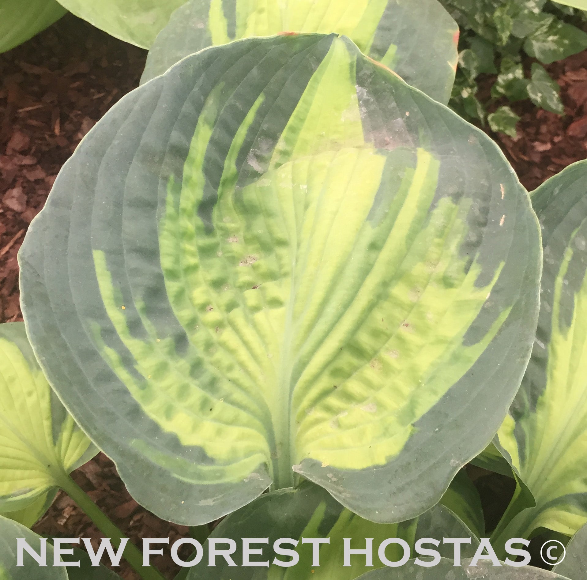 Hosta 'Saint Paul' - New Forest Hostas & Hemerocallis