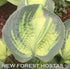 Hosta 'Saint Paul' - New Forest Hostas & Hemerocallis
