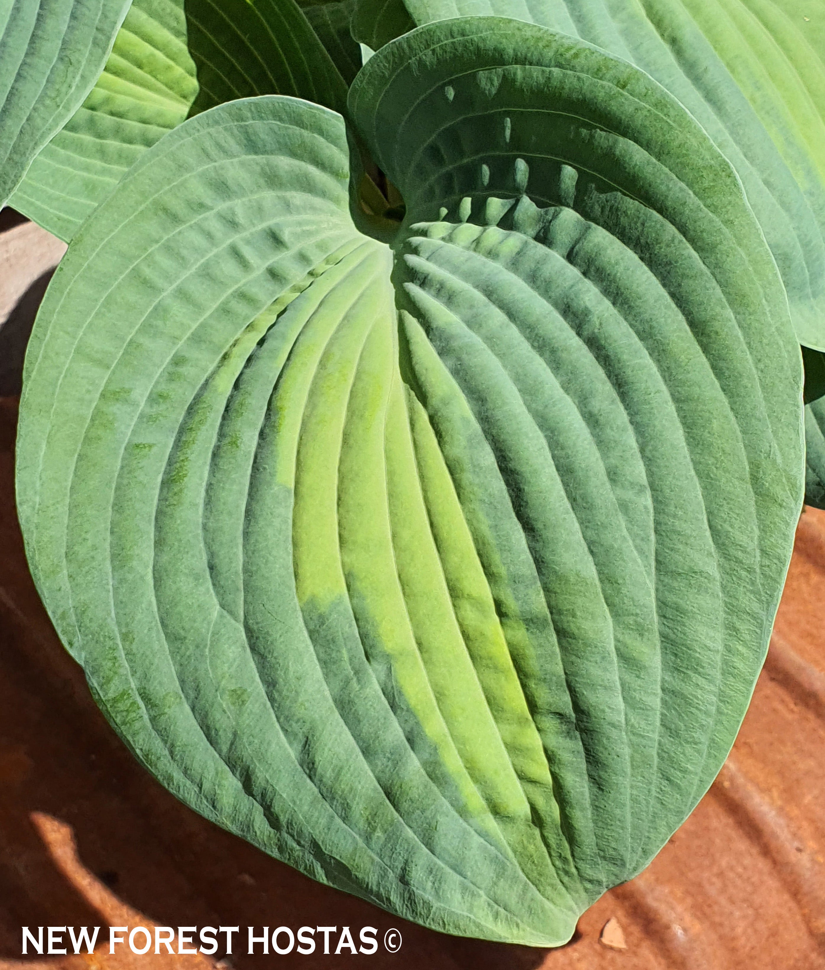 Hosta 'Saint Paul' - New Forest Hostas & Hemerocallis