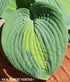Hosta 'Saint Paul' - New Forest Hostas & Hemerocallis