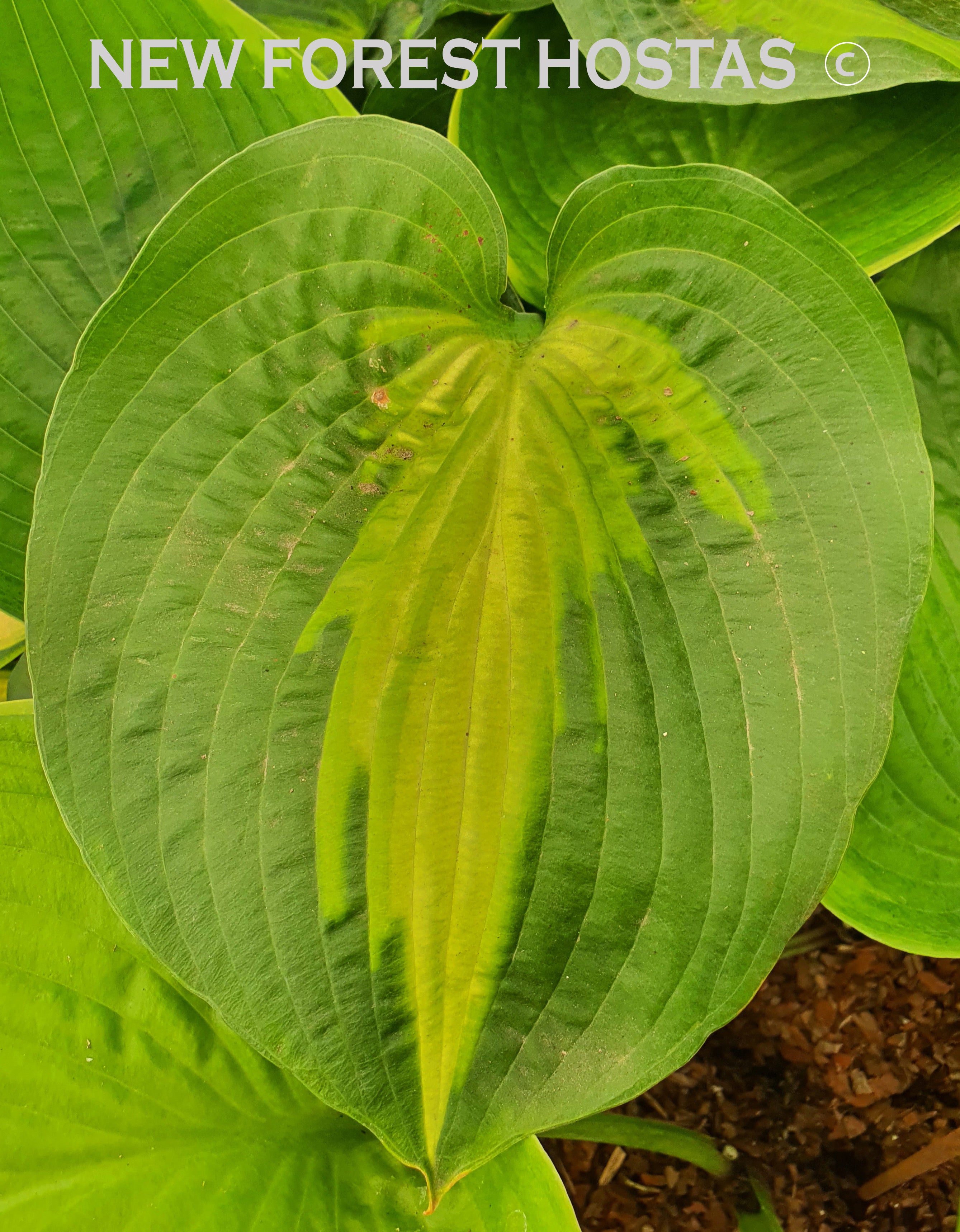 Hosta 'Saint Paul' - New Forest Hostas & Hemerocallis