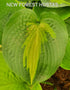 Hosta 'Saint Paul' - New Forest Hostas & Hemerocallis
