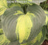 Hosta 'Saint Paul' - New Forest Hostas & Hemerocallis