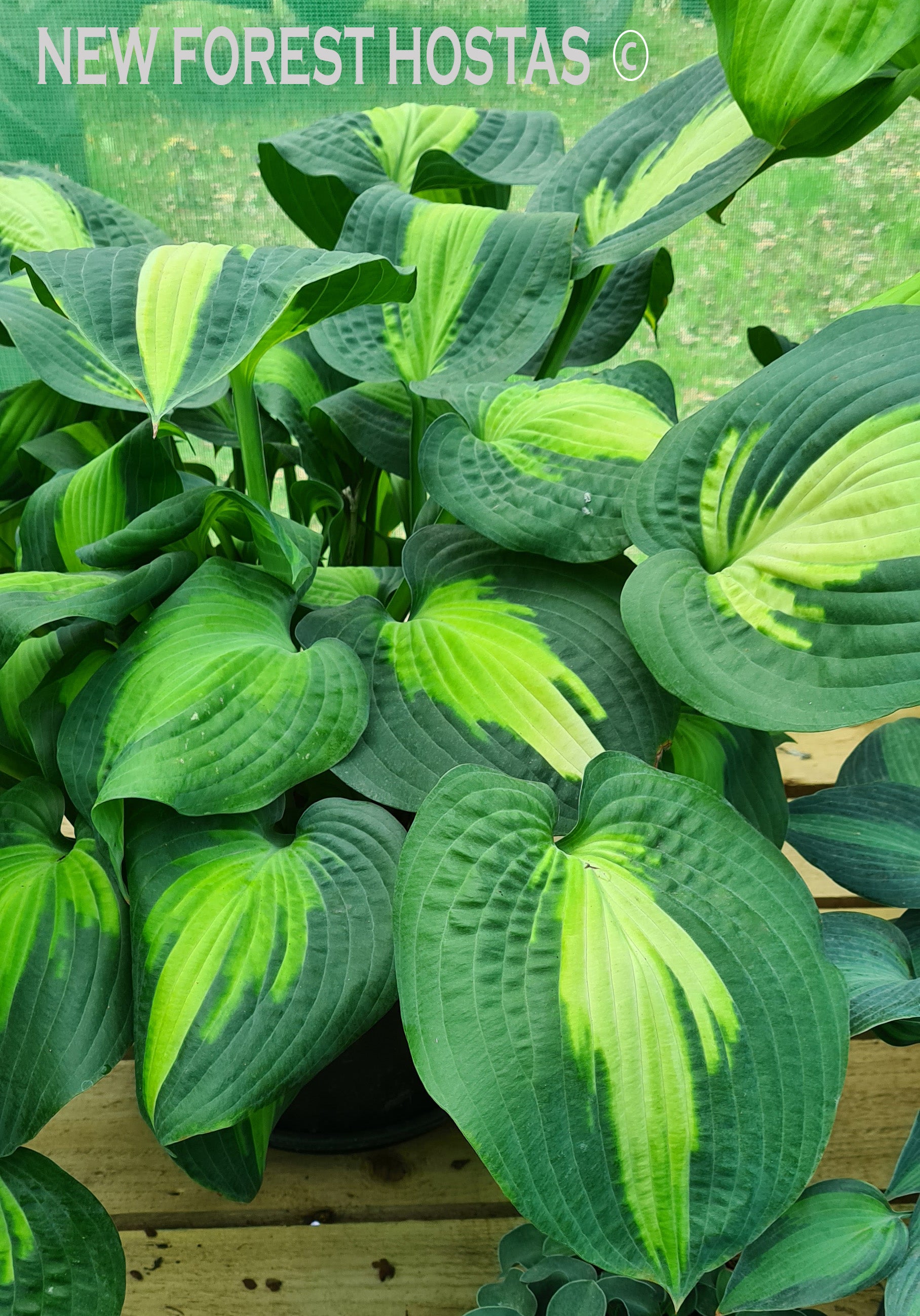 Hosta 'Saint Paul' - New Forest Hostas & Hemerocallis