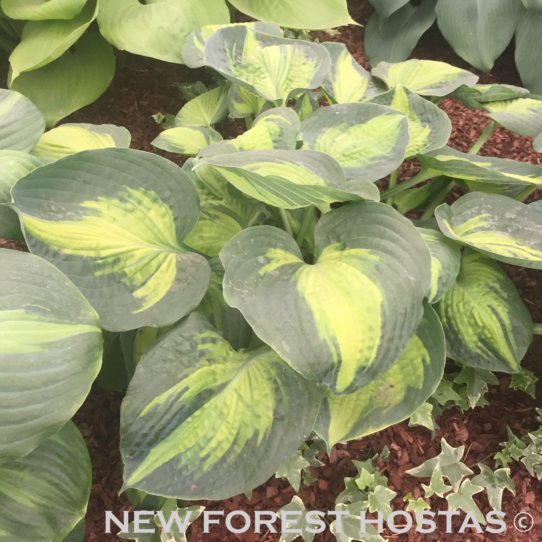 Hosta 'Saint Paul' - New Forest Hostas & Hemerocallis