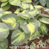 Hosta 'Saint Paul' - New Forest Hostas & Hemerocallis