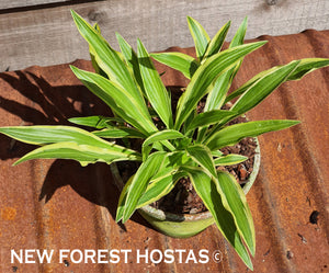 Hosta 'Sandhill Crane' - New Forest Hostas & Hemerocallis