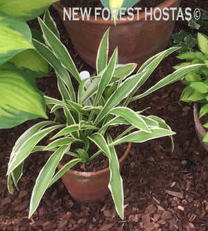 Hosta 'Sandhill Crane' - New Forest Hostas & Hemerocallis