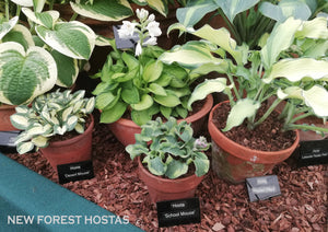 Hosta 'Rainforest Sunrise' - New Forest Hostas & Hemerocallis