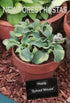 Hosta 'School Mouse' - New Forest Hostas & Hemerocallis